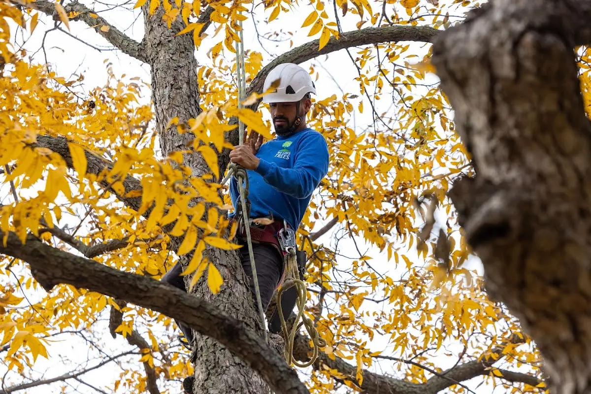 Skilled Storm Damage Cleanup crew working in Montvale