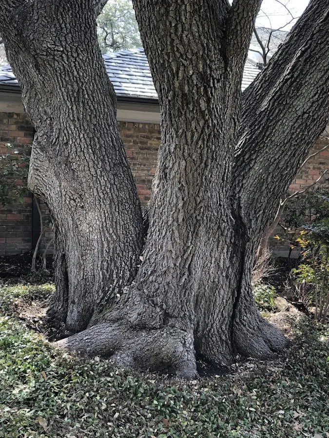 Mature heritage tree close to a Montvale property cared for by certified arborists